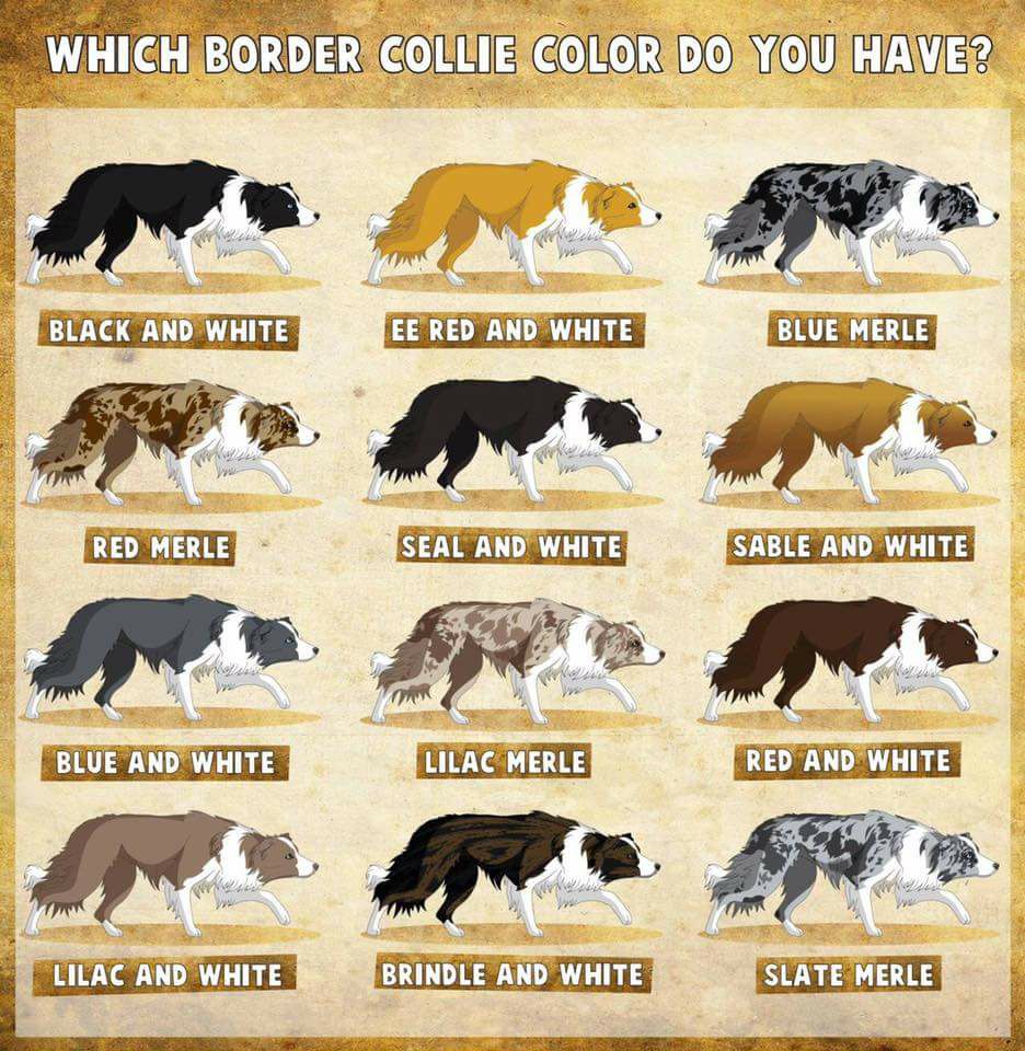 Collie Color Chart